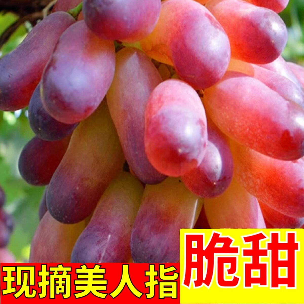 【早上现摘】怀来美人指葡萄沙城葡萄/提子