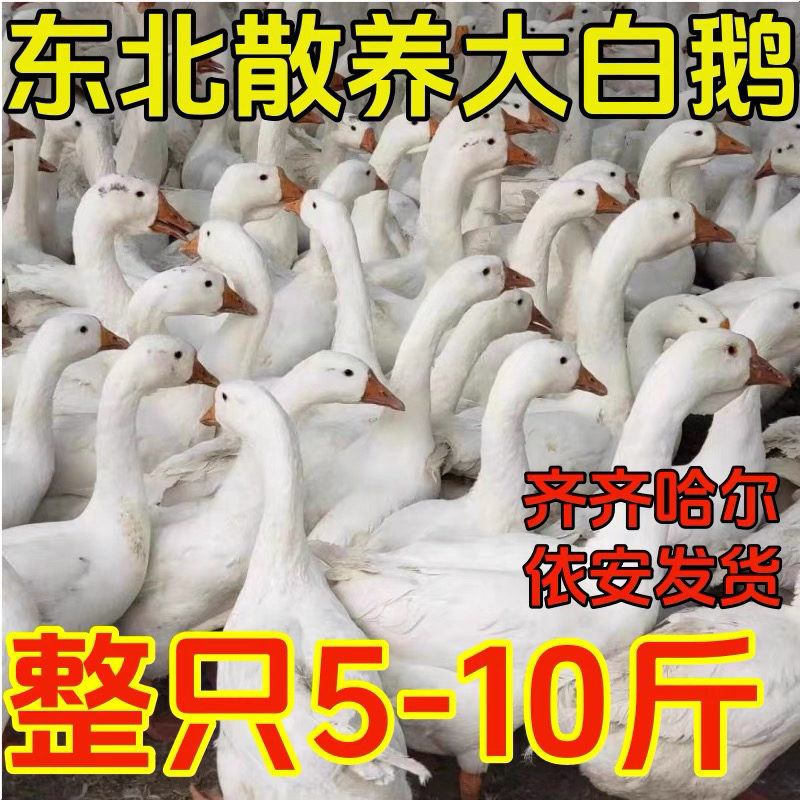 【真大鹅】齐齐哈尔依安东北笨大鹅整只黑龙江农村散养现杀现发