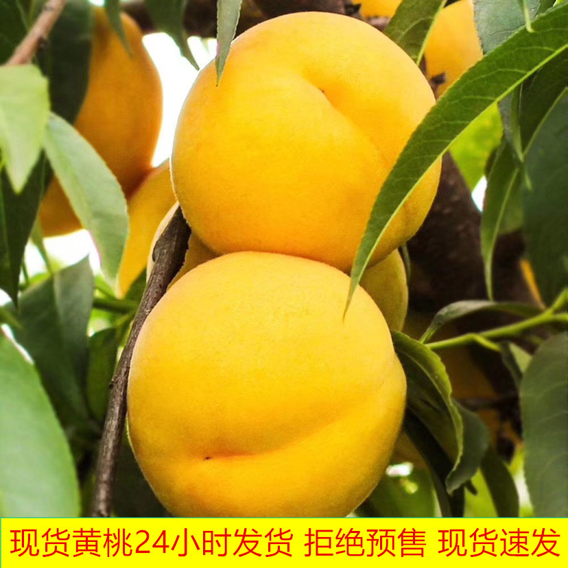 现货黄桃新鲜水果10斤大桃子应当季孕妇水果软毛脆桃包邮整箱蜜桃