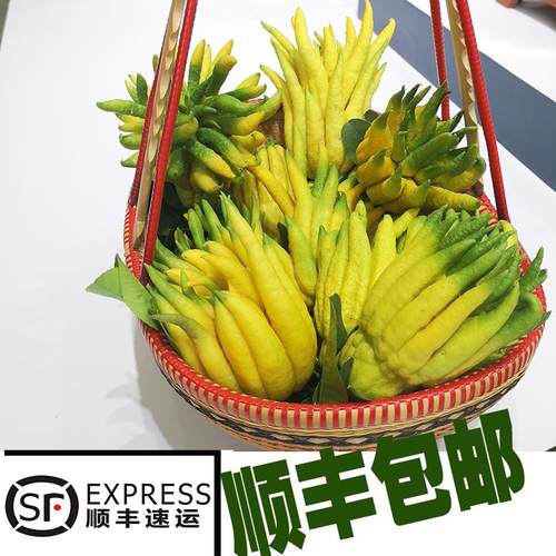 顺丰包邮现摘现发金华佛手摆放观赏清供闻香新鲜采摘