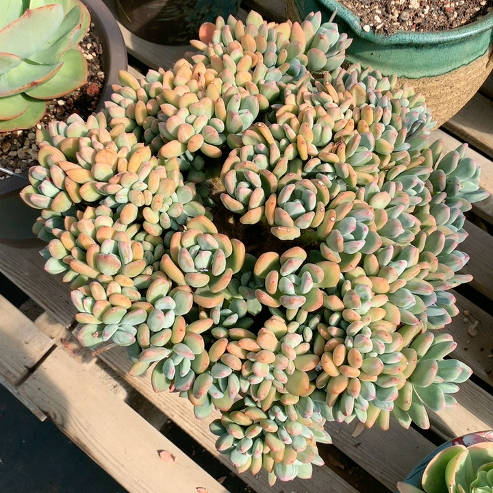 青星美人缀化