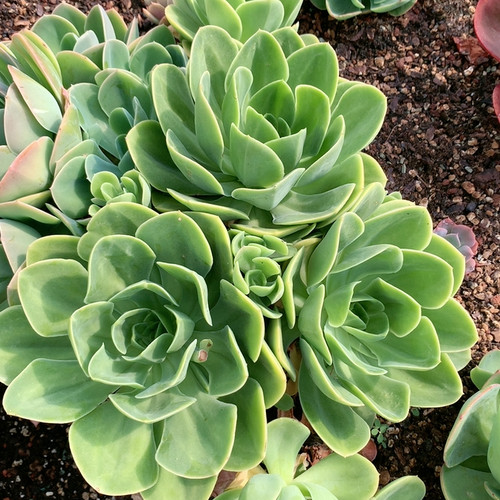 德芙