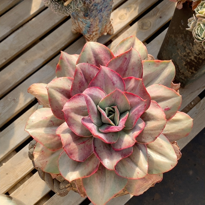 蒙娜丽莎锦,鲜花速递/花卉仿真/绿植园艺,多肉植物,淘宝优惠券,粉丝福利购,淘宝优惠卷
