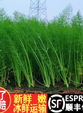 顺丰包邮现割新鲜茴香菜坏了包赔