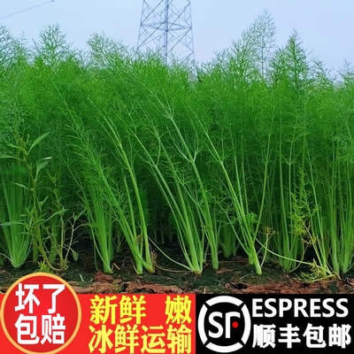 顺丰包邮现割新鲜茴香菜坏了包赔