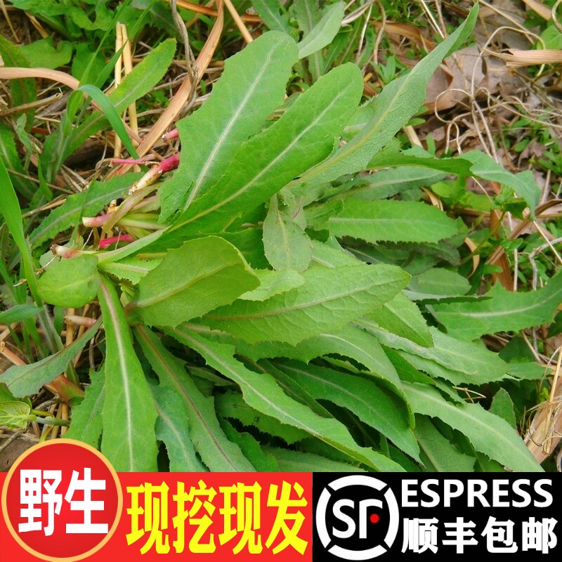 顺丰包邮新鲜野生曲曲菜坏包赔现挖苣荬菜曲麻菜苦苦菜奶浆菜蘸酱