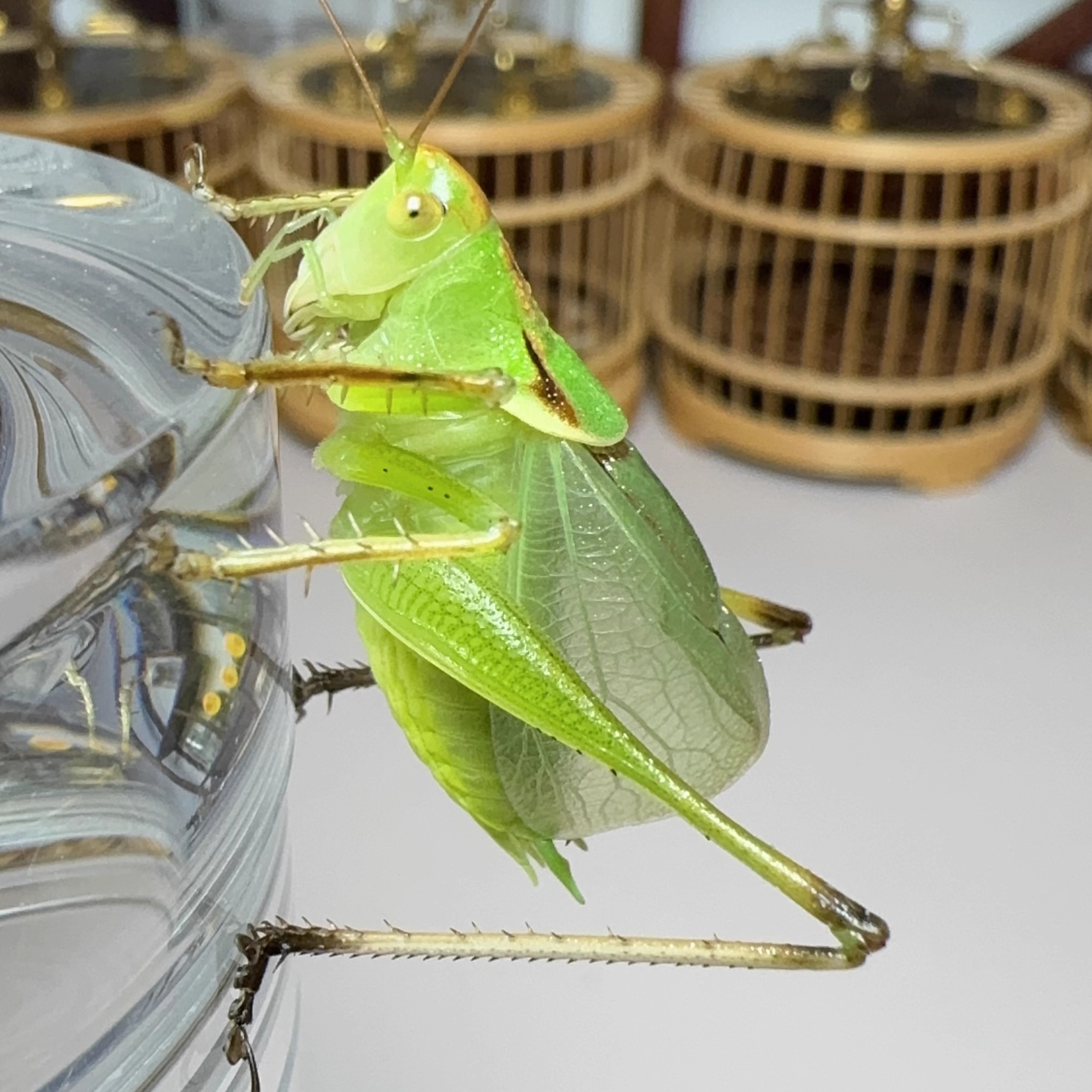 新脱大扎嘴(吉儿/姐儿)