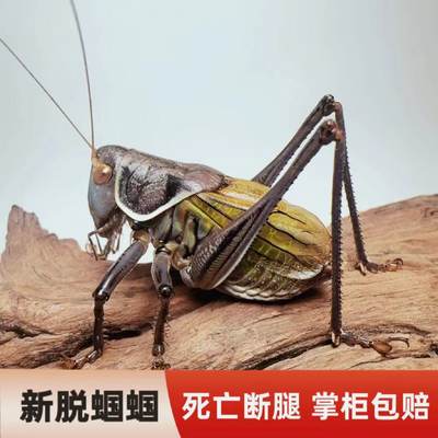 蝈蝈活虫鸣虫蝈蝈翠绿蝈蝈