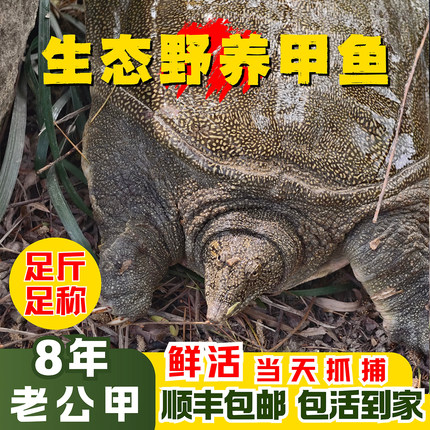 8年5斤鲜活公甲鱼外塘生态中华鳖团鱼王八野外散养顺丰包邮滋补品