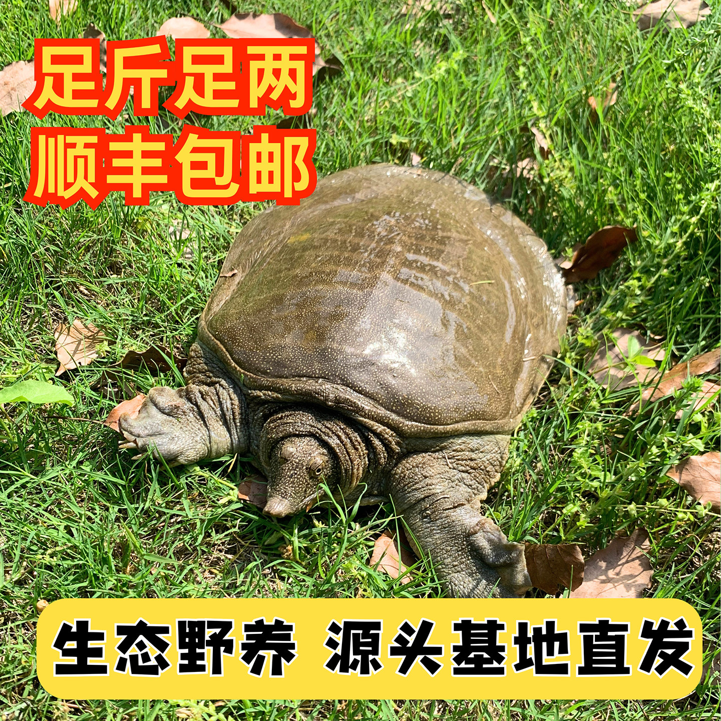 5年外塘生态公甲鱼鲜活散养3斤老鳖团鱼王八鱼滋补煲汤顺丰包邮