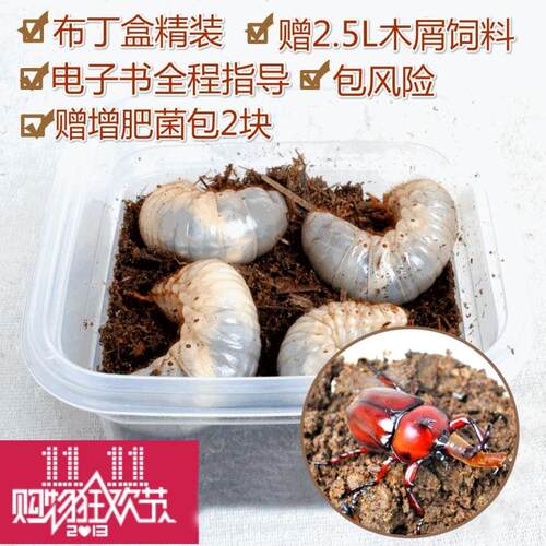 长岭山甲壳虫甲虫昆虫