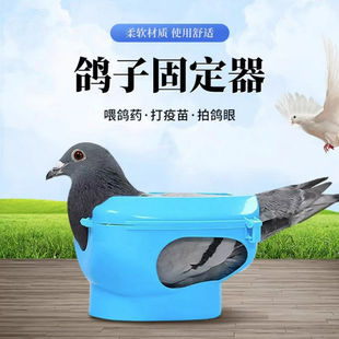 鸽子用品用具喂药固定架疫苗固定器信鸽拍照看眼睛固定支架新款
