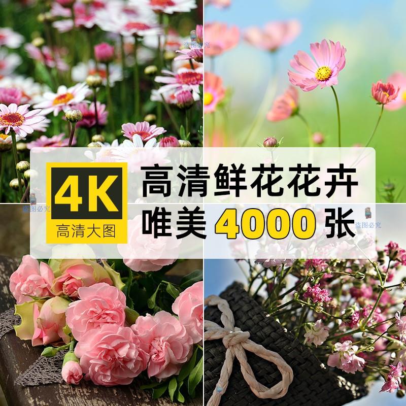高清4K花朵卉鲜玫瑰兰菊海植物ps电脑壁纸ppt背景设计jpg图片素材