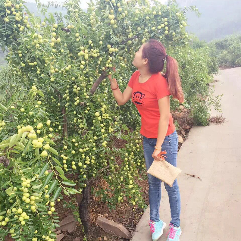 红丹脆枣鲜枣沂蒙大红枣水果沾化孕妇水果甜脆大枣枣子5斤包邮