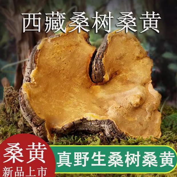 西藏波密正宗纯野生桑树桑黄补品药材林芝灵芝西藏自治区特产250g