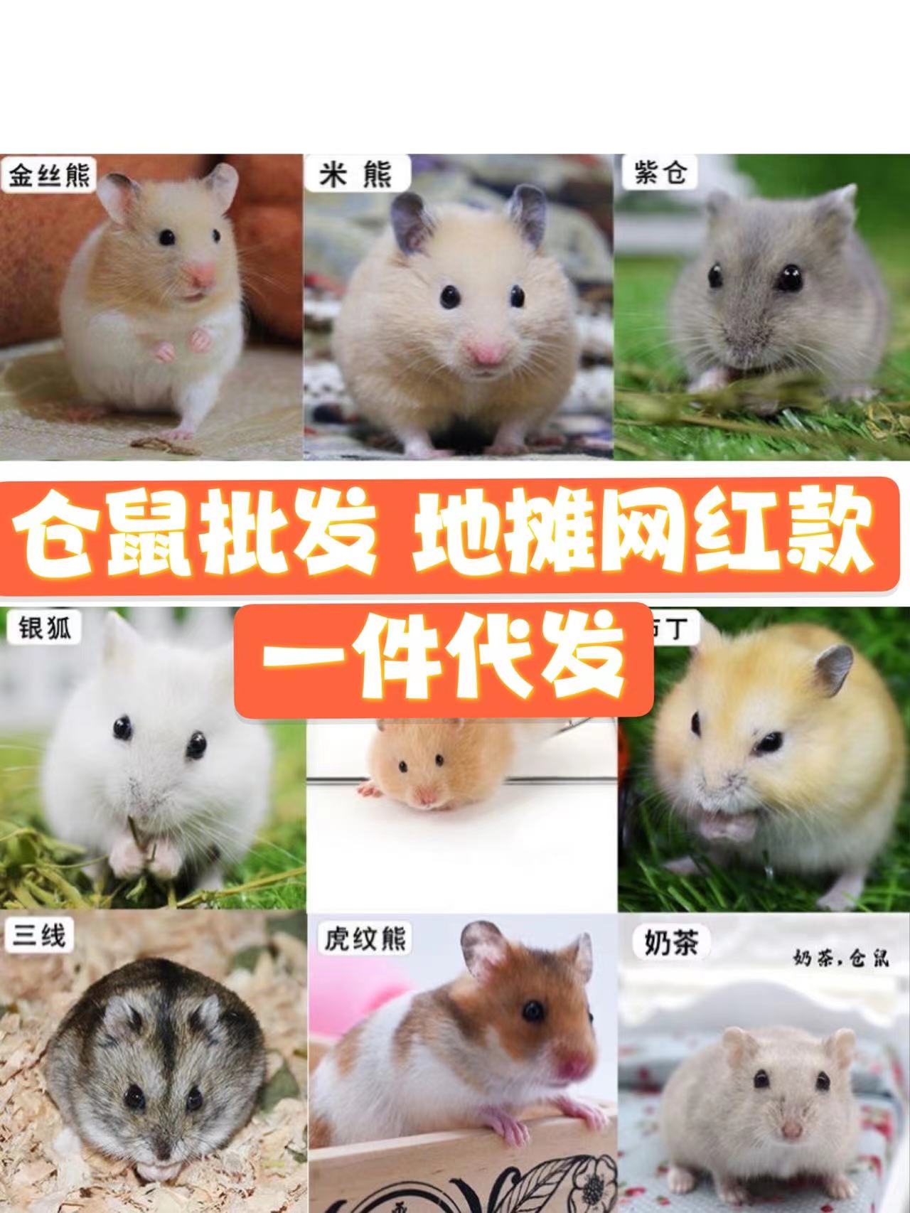 顺丰包邮小仓鼠宠物一只活体包活银狐布丁三线幼崽金丝熊一对情侣