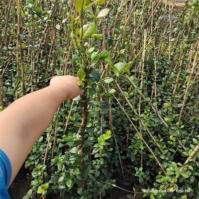 浓香风车茉莉藤盆栽苗棒棒糖支架制作长藤多尺寸规格供应量大价优