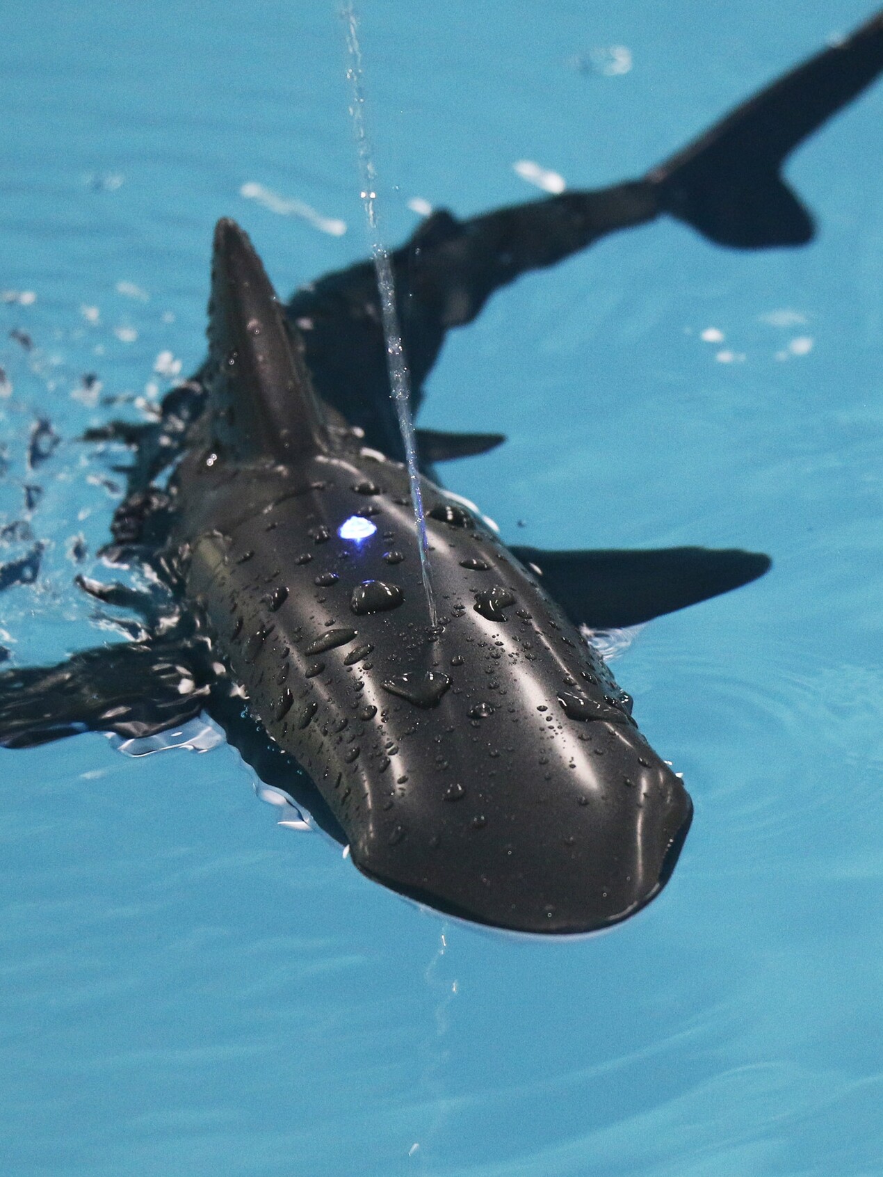 遥控鲨鱼电动仿真动物游泳水上洗澡玩具男孩夏季沐浴泳池沙滩戏水