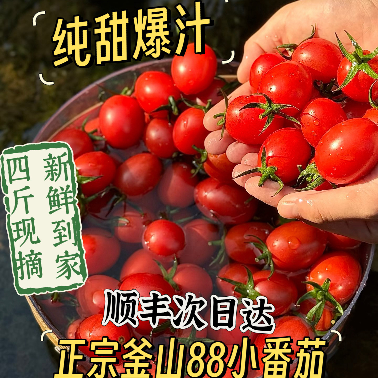 顺丰青岛平度釜山88圣女果樱桃小番茄水果小柿子纯甜爆汁新鲜口感