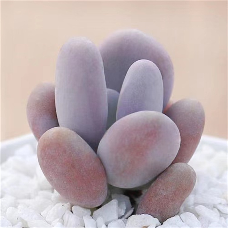 橙雪球组合盆栽肉萌萌迷你圆滚滚丸叶控养小萌物多肉植物桌面花卉