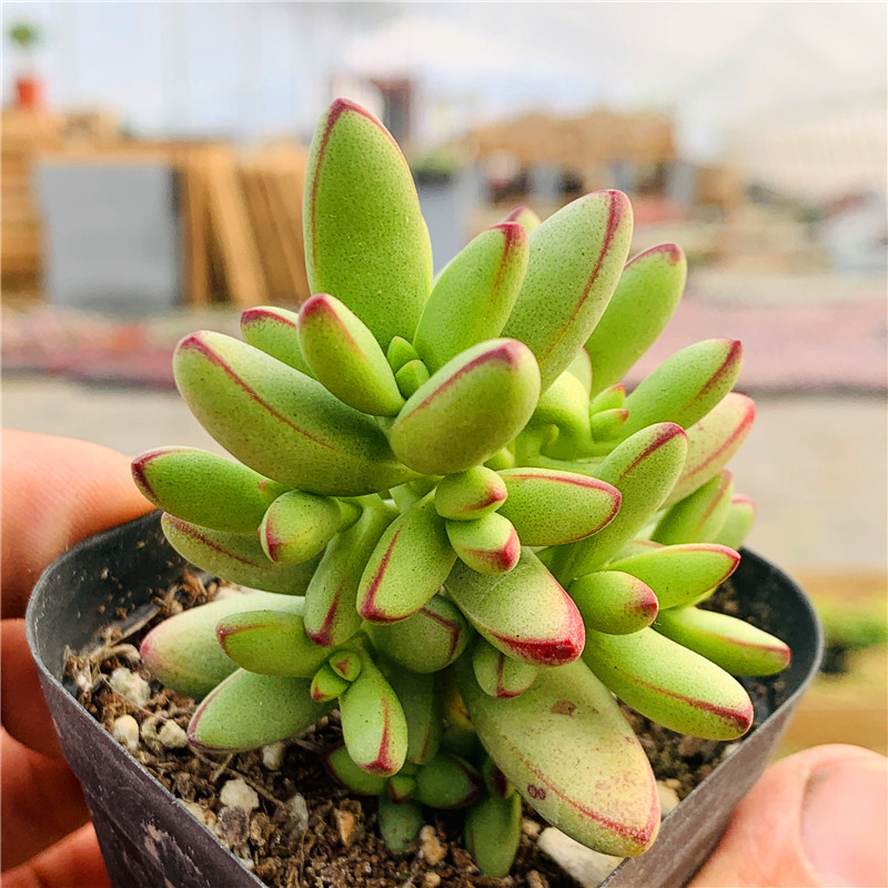 小天狗多肉植物小人祭易爆盆群生多头超萌控养精品好养防辐射阳台