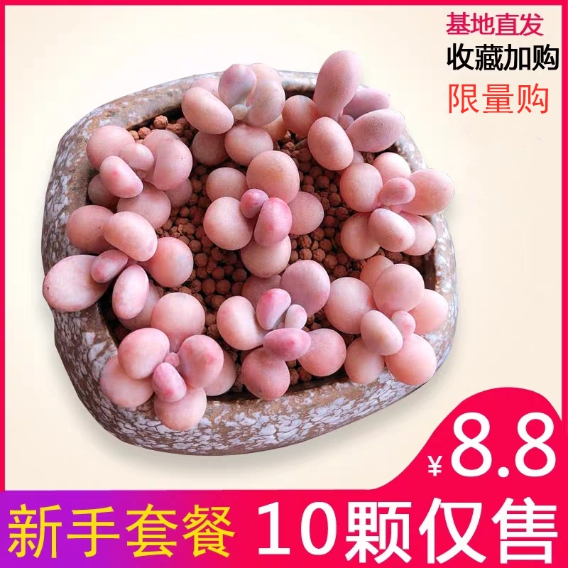 多肉桃蛋桃之卵老桩 婴儿手指新手套餐组合盆栽多肉植物10颗包邮