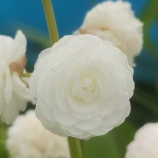 重瓣茨菇 水生茨菇 白色重瓣花种苗 阳台盆栽湖南怀化杨德高