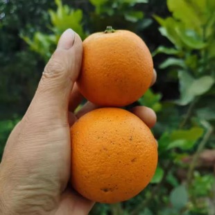 乒乓球橙好吃甜大果 新鲜甜蜜爽口冰糖橙 雪峰山小叶橙湖南杨德高