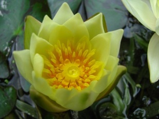 海尔芙拉 珍小型水生植物花卉种球 迷你睡莲花种茎微型睡莲根块袖