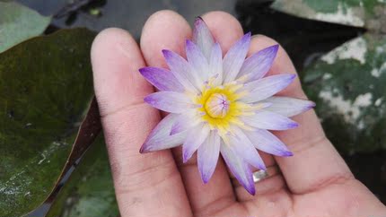 黑美人 热带小型睡莲盆栽  丰花睡莲品种 湖南美丽莲花园杨德高