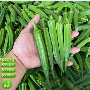 福建新鲜秋葵小份量250g-500g装当天产地现摘净重泡沫箱+冰袋包装