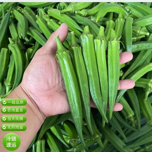 小份量新鲜秋葵当天现摘