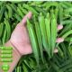 福建新鲜秋葵小份量250g 冰袋包装 500g装 当天产地现摘净重泡沫箱