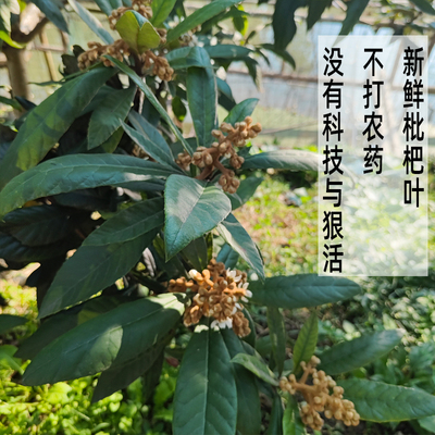 我家就二棵树枇杷自吃从不打农药新鲜枇杷叶花只有每年11-12月有