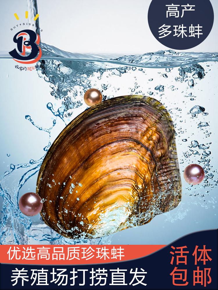 淡水珍珠无核多珠蚌珍珠蚌原产地直发开蚌取珍珠项链 自己开鲜活