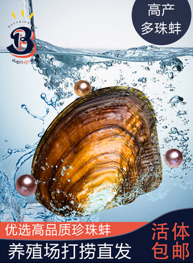 淡水珍珠无核多珠蚌珍珠蚌原产地直发开蚌取珍珠项链 自己开鲜活