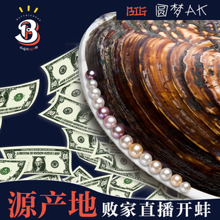BIG蚌珠宝 淡水akoya珍珠自己开淡水珍珠蚌特大直播开蚌diy配件
