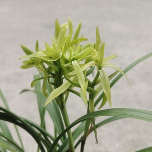 兰花苗春兰 花开富贵 多瓣大花奇花好养特浓香无需春化易花