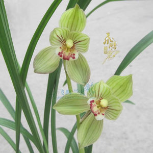 兰花苗 天府荷 老荷瓣春剑代表阳台花卉绿植盆栽好养醇香庭院楼顶