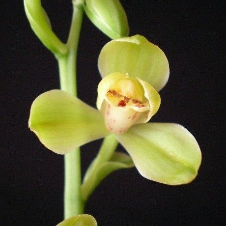 兰花四季兰建兰八大品之 绿光登梅 阳台绿植盆栽名贵品种梅瓣代表