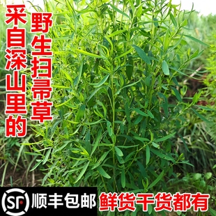 顺丰包邮南岭新鲜野生地肤子苗现采带根全草铁扫帚苗菜干货中药材