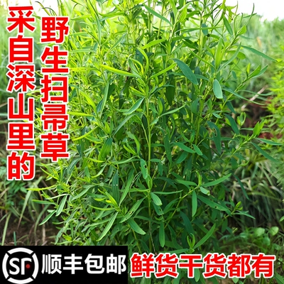 野生地肤子草铁扫帚苗顺丰包邮