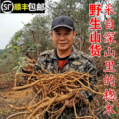 南岭野生楤木纯根鹊不踏顺丰包邮