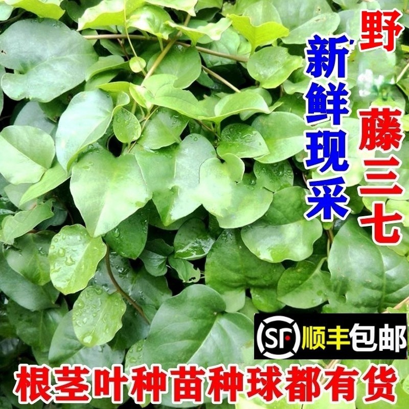 顺丰包邮南岭野生藤三七茎叶新鲜藤七球根苗落葵嫩头煲汤中药材