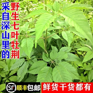 顺丰包邮野生七叶牡荆根五叶黄荆柴新鲜荆条牧荆根干货煲汤中药材