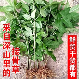 顺丰包邮南岭蒴藋八棱麻接骨草根新鲜苗陆英干货走马风中药材