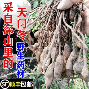 顺丰包邮南岭野生天门冬新鲜三百棒老虎尾巴天冬草天然地道中药材