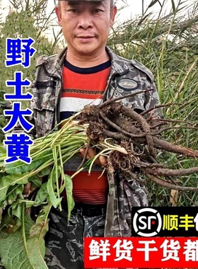 顺丰包邮南岭野生土大黄根新鲜杨铁叶子羊蹄根野菠菜苗干货中药材