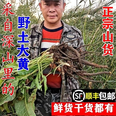 南岭野生土大黄杨铁叶子顺丰包邮