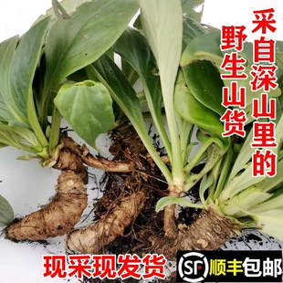 顺丰包邮南岭野生牛耳朵岩白菜苗新鲜爬面虎石三七岩青菜中药材